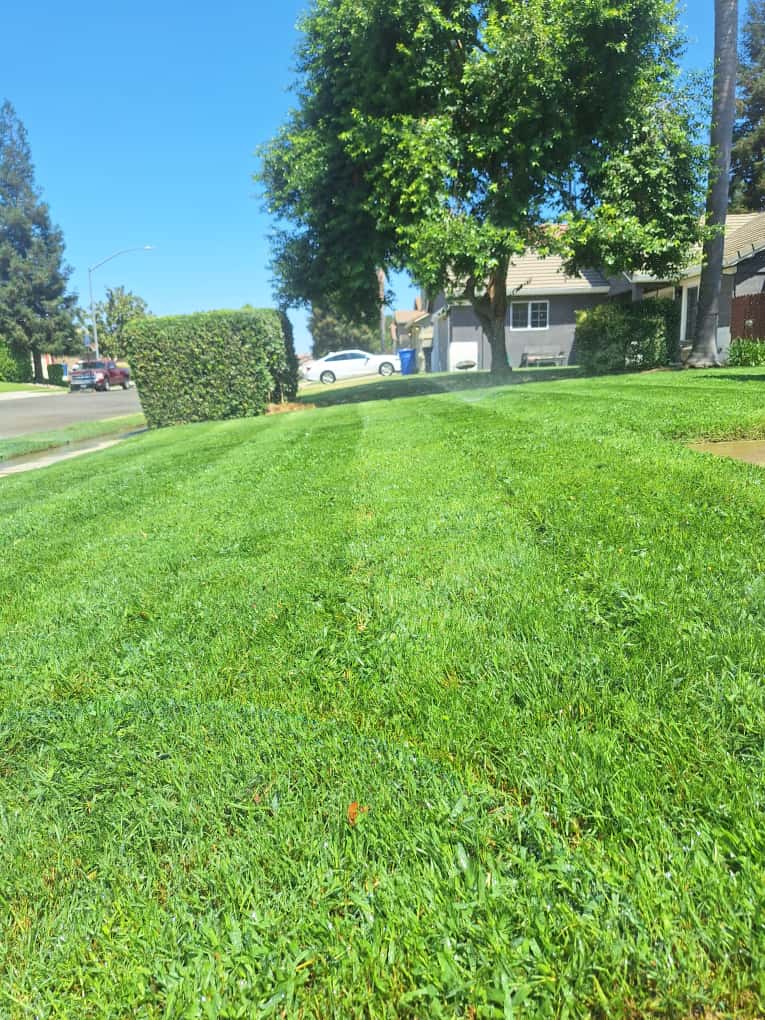 Expert grass removal and install